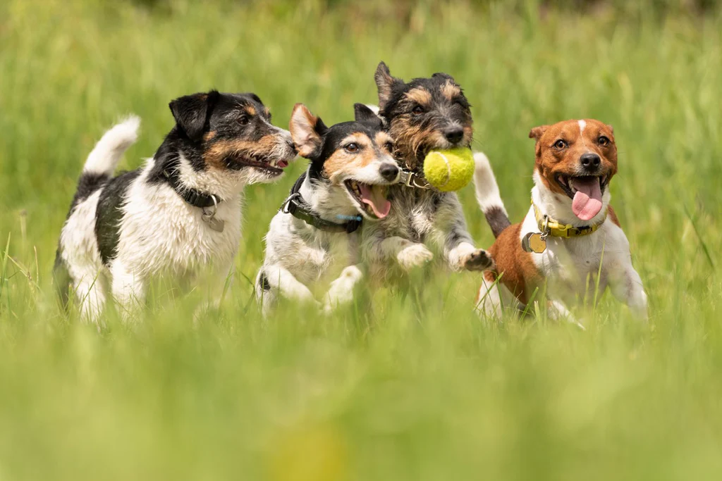 Immuunsysteem bij honden: hoe te versterken tegen auto-immuunziekten