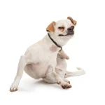 Jeuk bij honden: oorzaken, supplementen en beste behandelingen voor een jeukende huid Honden Jeuk Oorzaken Supplementen en Beste Behandelingen voor Jeukende Huid