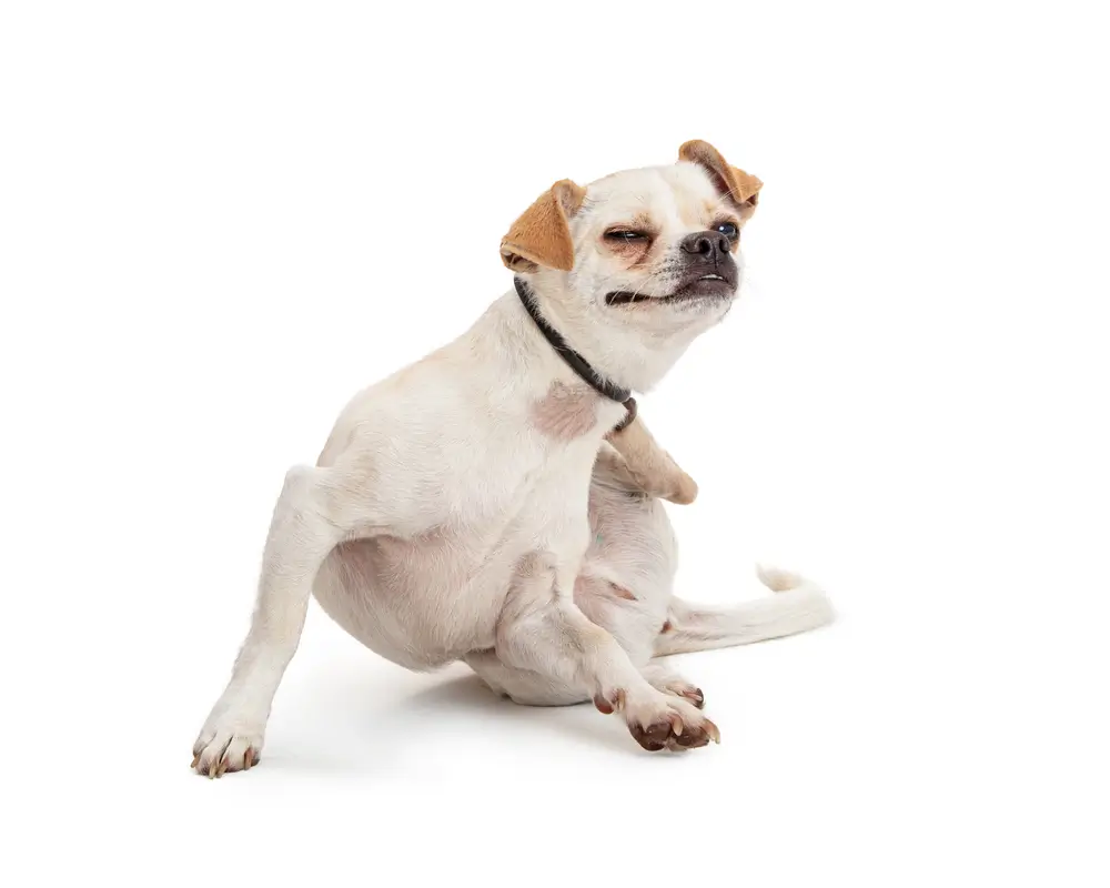Dog Itching Causes Supplements and Best Treatments for Itchy Skin