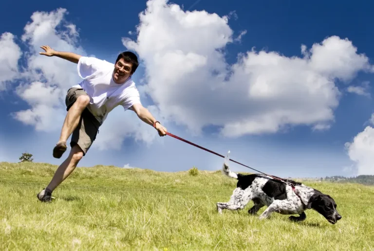 Articulations du chien Guide complet des fonctions et des problèmes potentiels