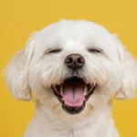 Das orale Mikrobiom des Hundes: Das Tor zur Gesundheit des ganzen Körpers