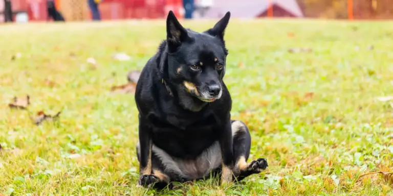 Dog Scooting Its Bottom On Grass