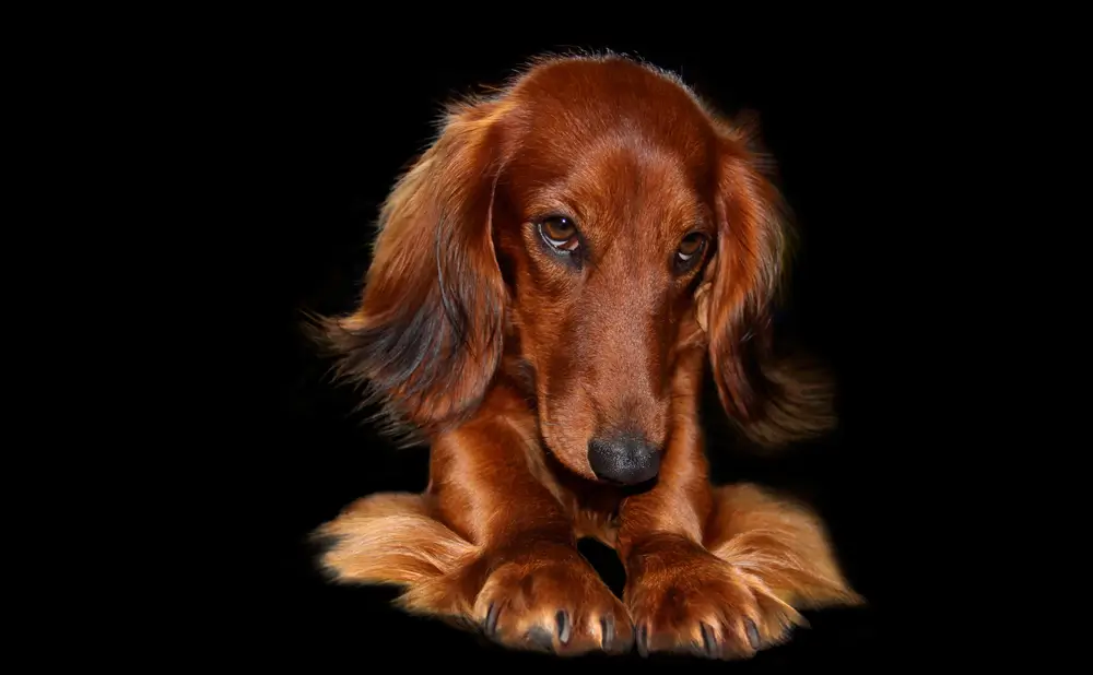 El microbioma de la piel del perro: El escudo invisible que protege a tu perro
