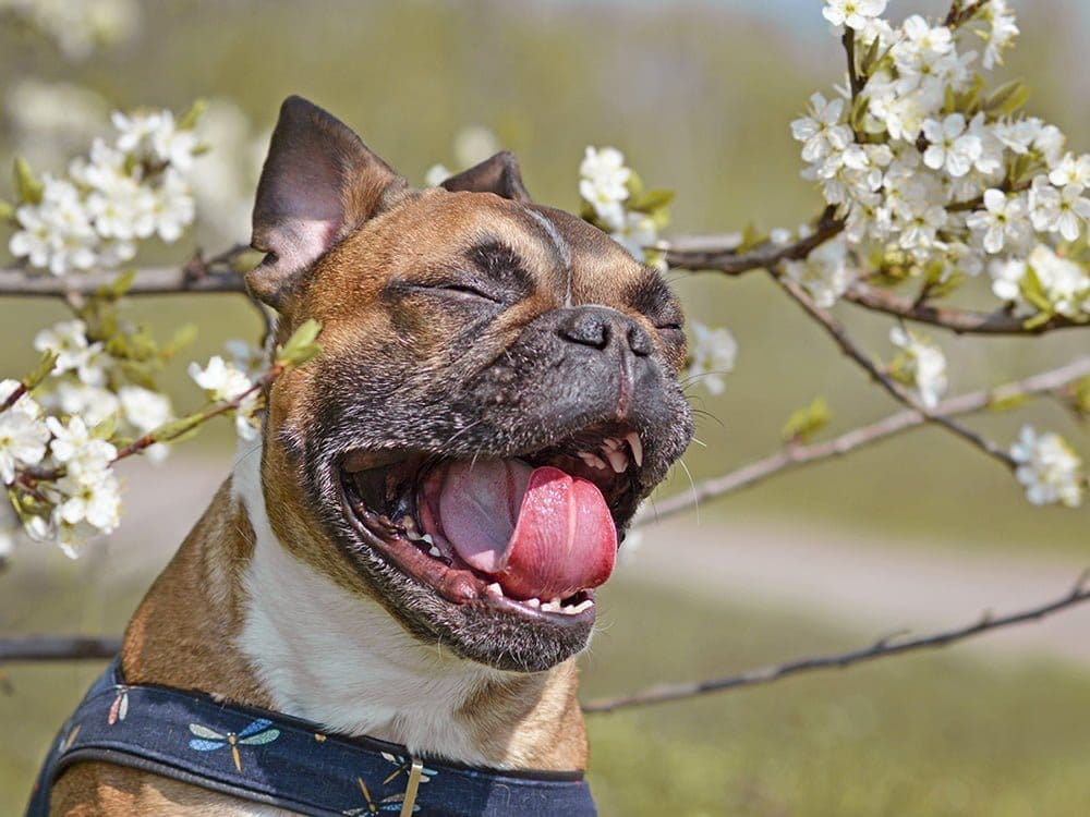 Niesender Hund Hypoallergenes Veganes Hundefutter UK