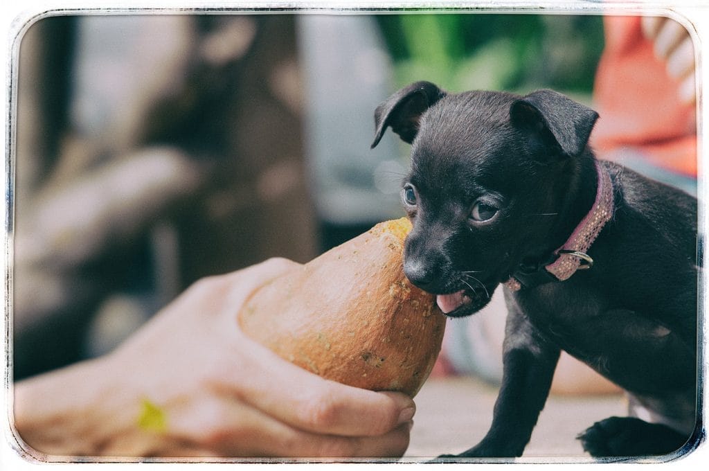 Dog Vegan Food Healthy Diet Option For Dogs