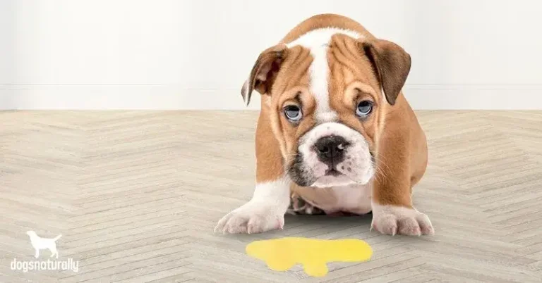 Vomissements du chien Causes Traitements et FAQ's