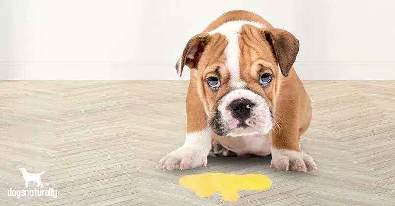 Vomissements du chien Causes Traitements et FAQ's