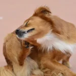 Infecciones de oído Otitis en perros - Guía completa de causas, síntomas y tratamientos para propietarios