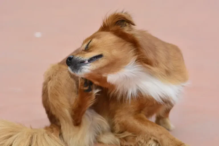 L'otite chez le chien - Guide complet des causes, symptômes et traitements à l'intention des propriétaires