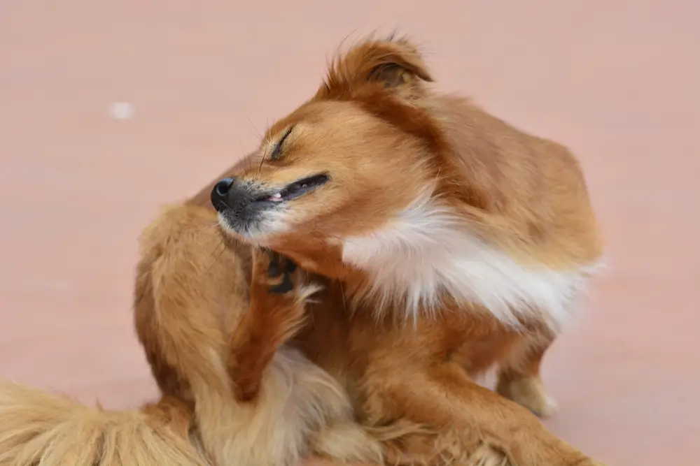 Ohrinfektionen Otitis bei Hunden - Umfassender Leitfaden zu Ursachen, Symptomen und Behandlungen für Besitzer