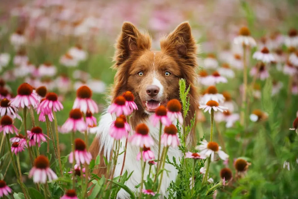 Echinacea für Hunde Gesundheit Vorteile Wie viel sicher in Hundefutter Ergänzungen UK