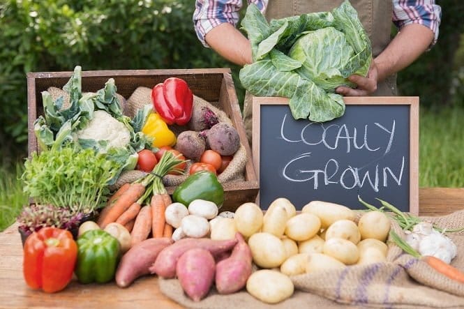 Eco-friendly Sustainable Environmentally-friendly Dog Foods Vegan Plant-based UK