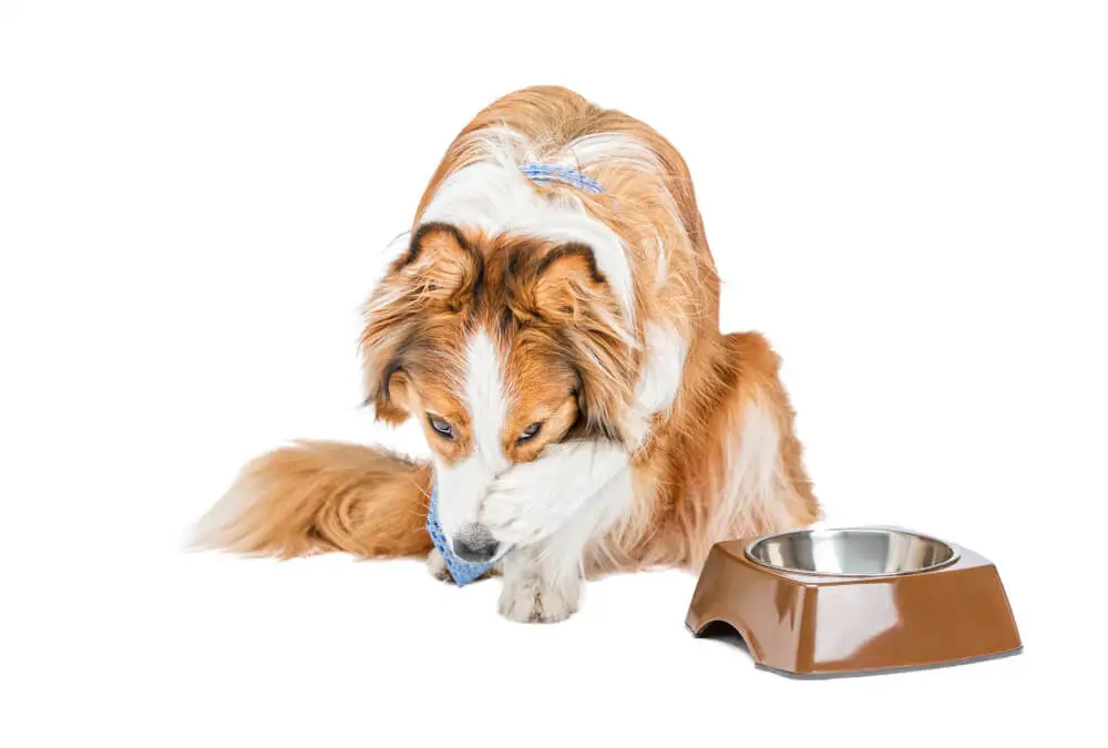 Elimination Diet for Dogs with Food Allergies and Sensitivities