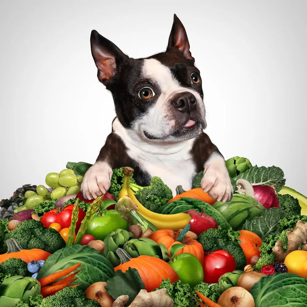 Fibres pour chiens Avantages pour la santé