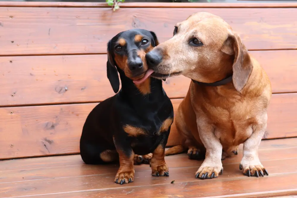 El impacto de la fibra en la función digestiva, la microbiota fecal y la respuesta inmunitaria en los perros