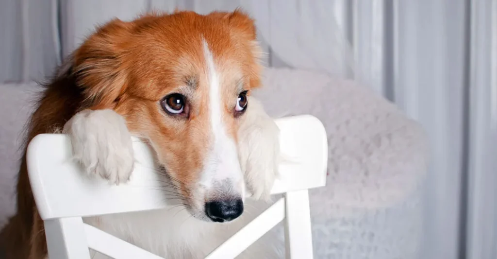 Nahrungsmittelallergien bei Hunden - Umfassender Leitfaden zu Ursachen, Symptomen und Behandlungen