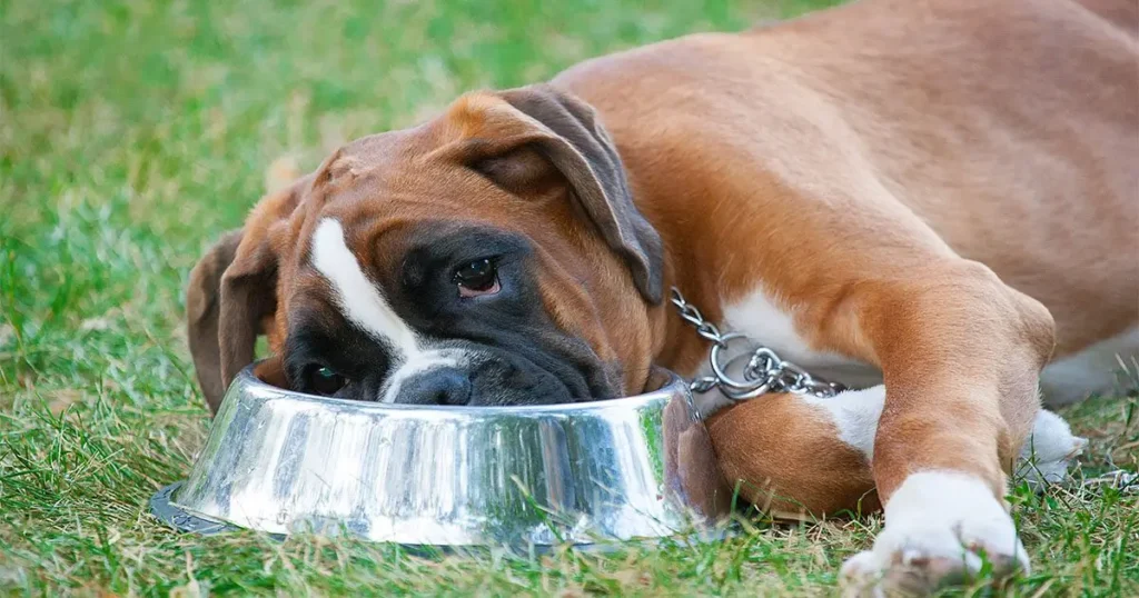 Voedselintoleranties bij honden Oorzaken, symptomen en behandelingen