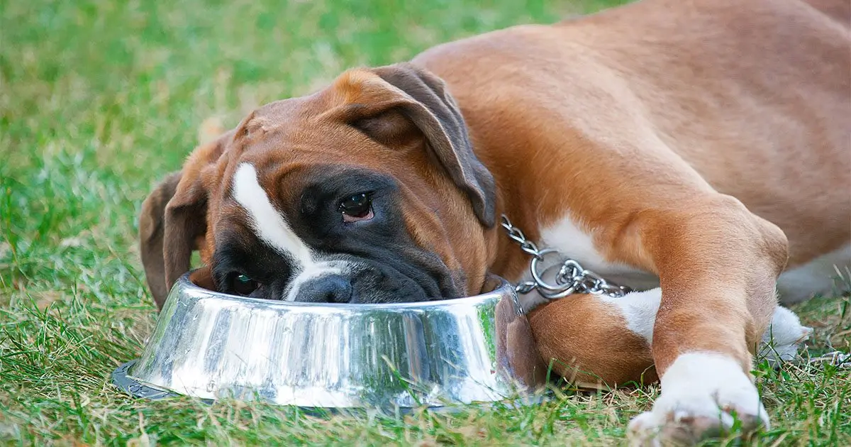 Food Intolerance in Dogs: Symptoms, Causes & Best Treatment