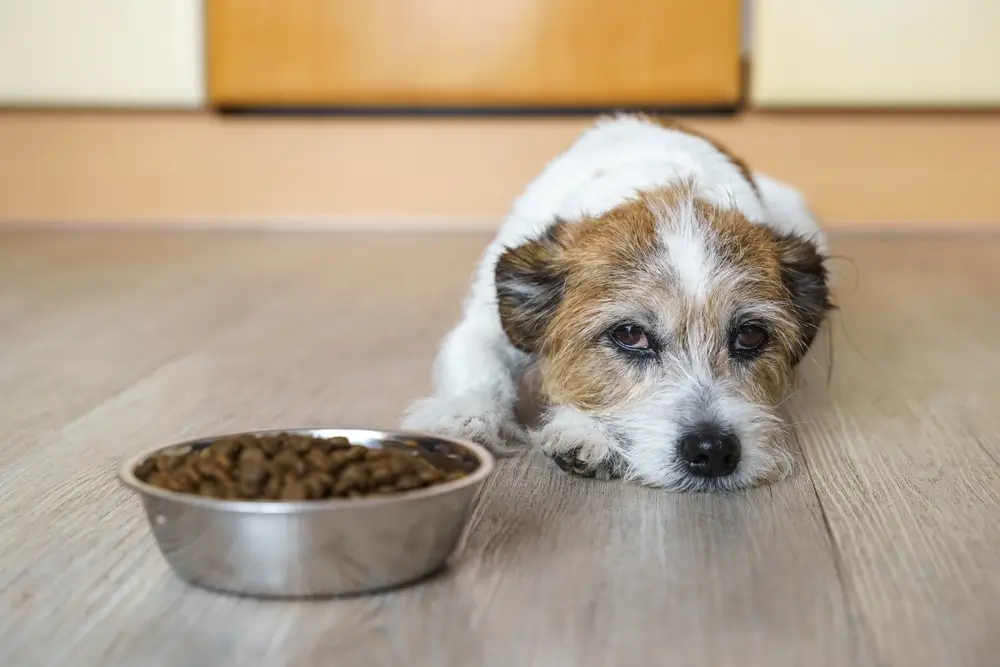Nahrungsmittelresistente Enteropathie bei Hunden Ursachen, Symptome und Behandlungen
