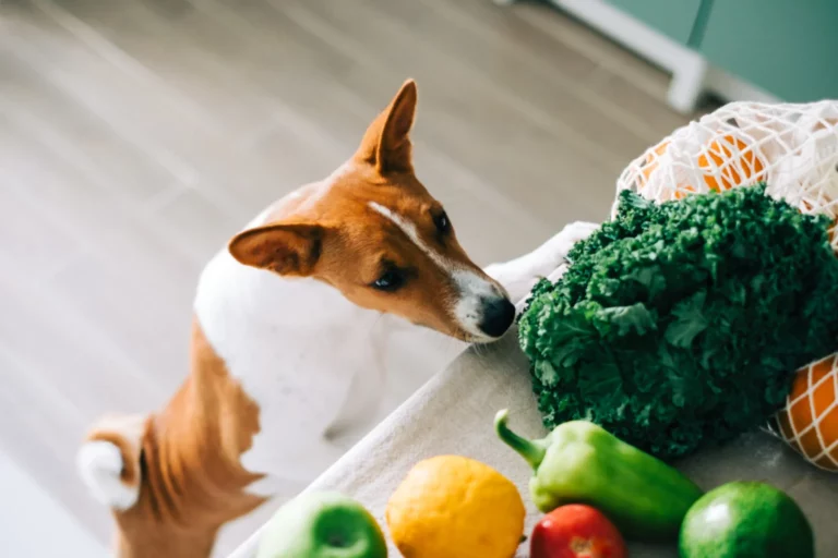 Food as Medicine Health Benefits of Plant-based Vegan Dog Food UK