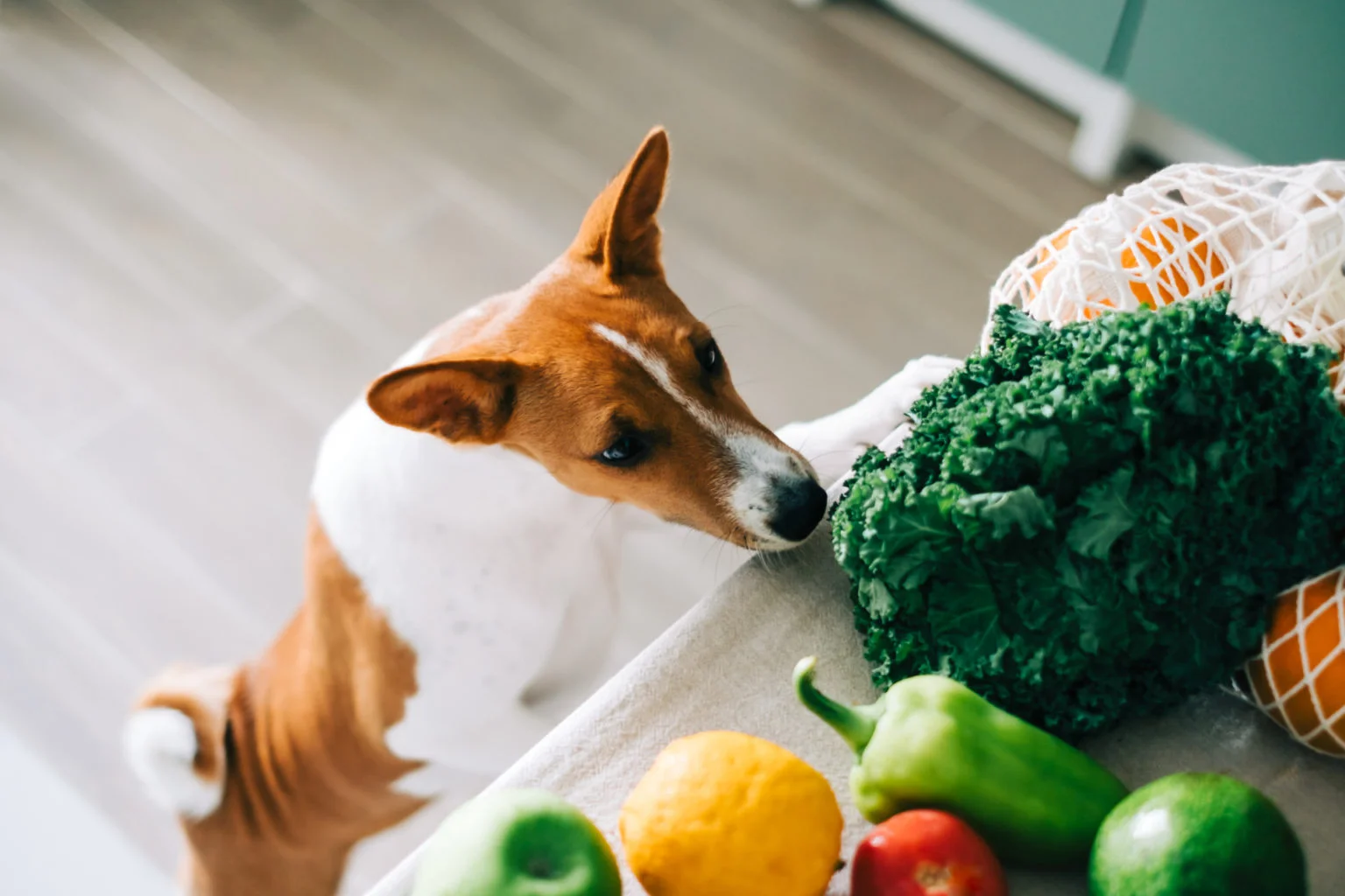 Unleashing the Health Benefits of Vegan Dog Food
