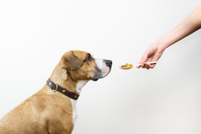 Food as Medicine Health Benefits of Plant-based Vegan Functional and Nutraceutical Dog Foods