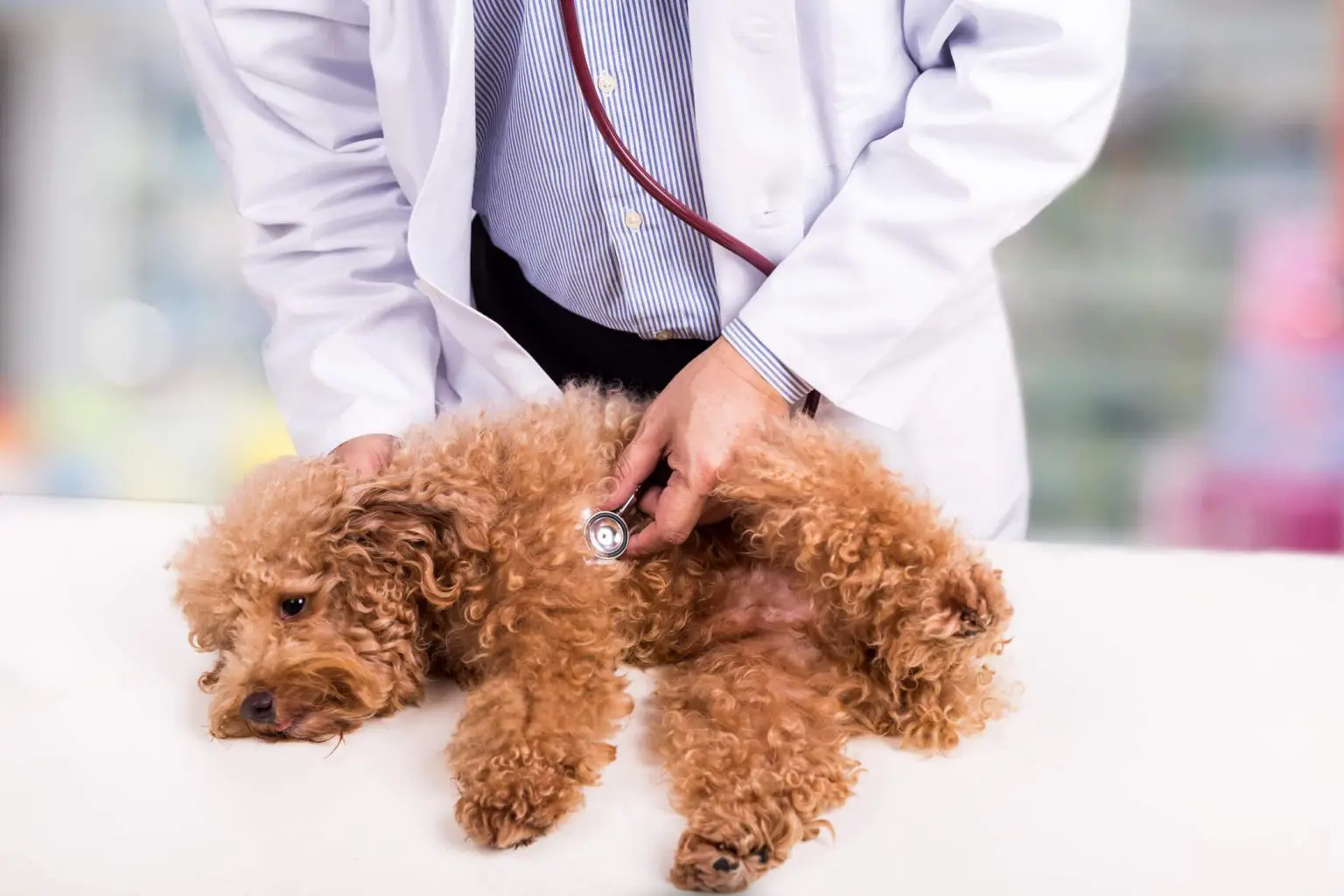Dog Food for Colitis – Treating the Condition