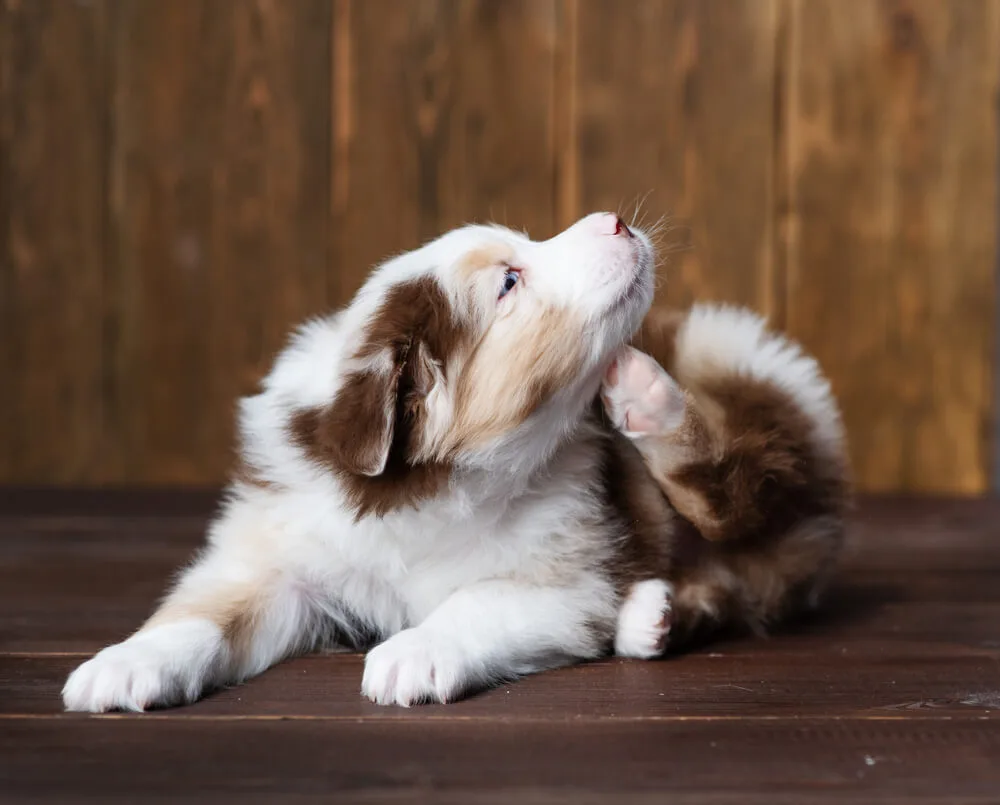 Zu vermeidende Lebensmittel für Hunde mit Hautallergien