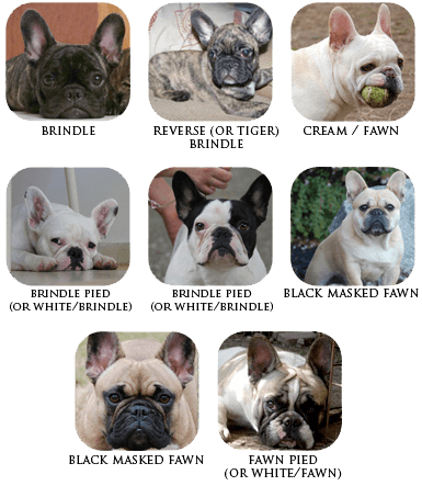 Couleurs du pelage du bouledogue français