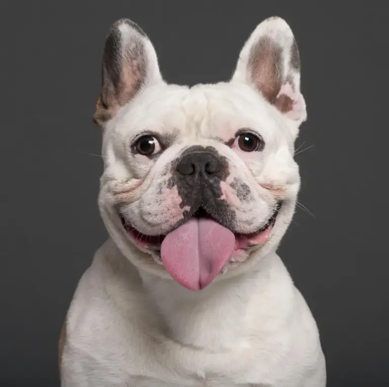 Guía de la raza Bulldog Francés para nuevos propietarios