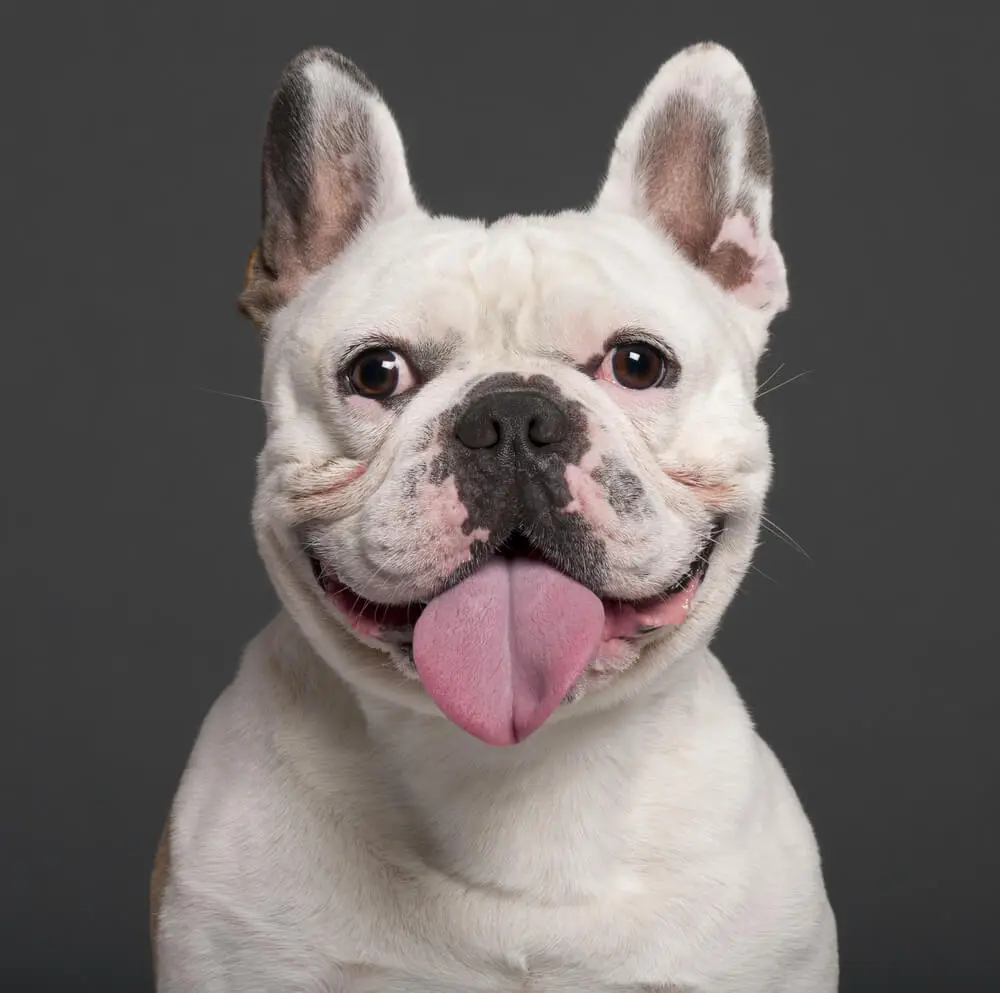 Bulldog français Guide de la race pour les nouveaux propriétaires