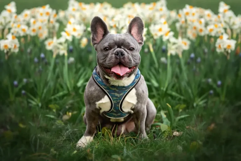 La santé intestinale du bouledogue français : Défis digestifs spécifiques à la race et soutien du microbiome