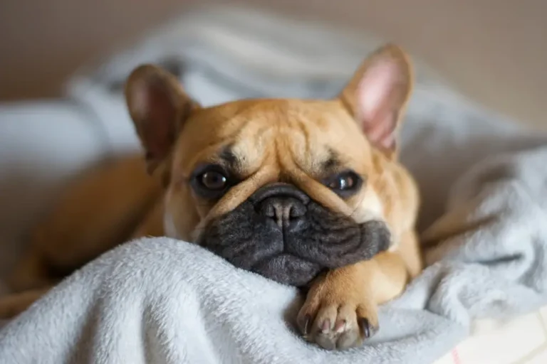 Gesundheitsprobleme der Französischen Bulldogge Umfassender Leitfaden für häufige Gesundheitsprobleme bei Frenchie-Hunden