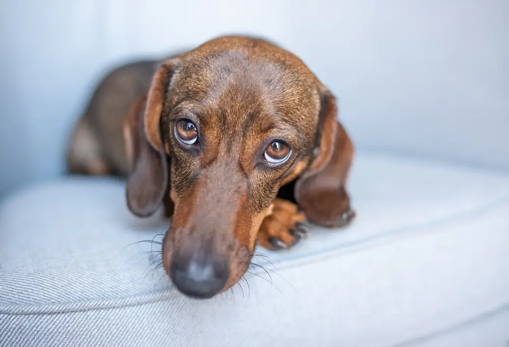 La gastrite chez le chien Guide complet et FAQ