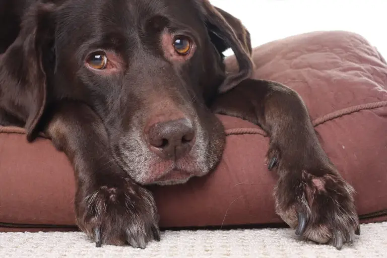 Gastrointestinal Issues in Dogs Causes Symptoms and Treatments