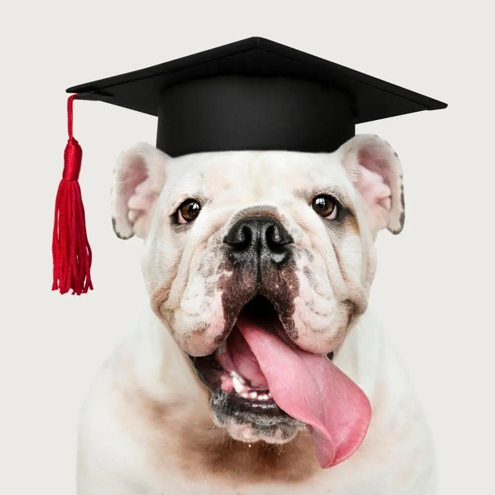 Glendon Lloyd Bonza Diploma in Canine Nutrigenomics Dip.Dpg.Nutrigenomics Hondenvoeding en Gezondheidsexpert