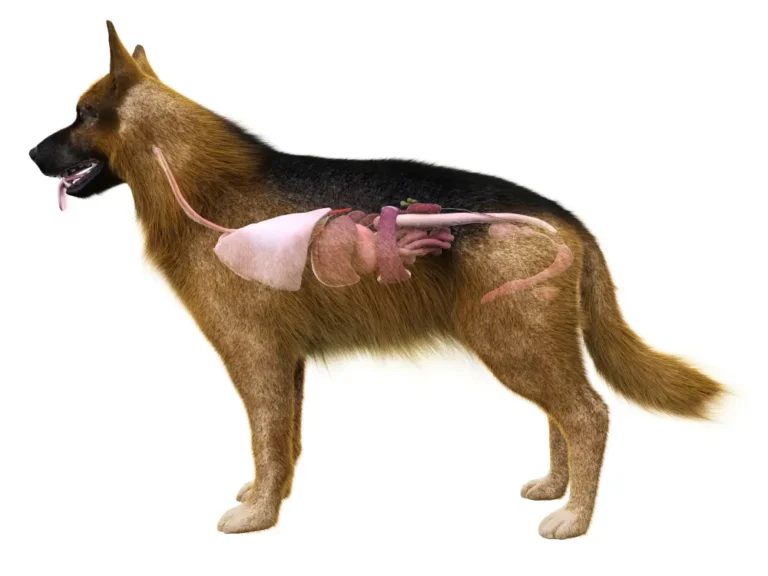 Darm-assoziiertes lymphatisches Gewebe (GALT) bei Hunden: Wie der Darm Ihres Hundes die Immunität kontrolliert