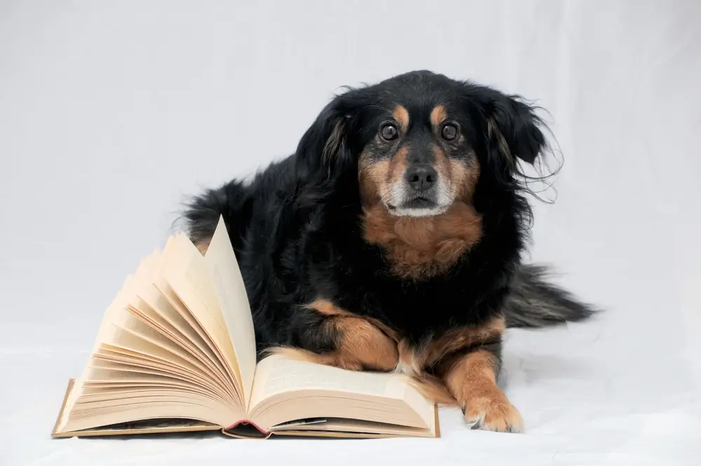 Die Darm-Gehirn-Achse bei Hunden - die Rolle eines Ungleichgewichts in der Ernährung
