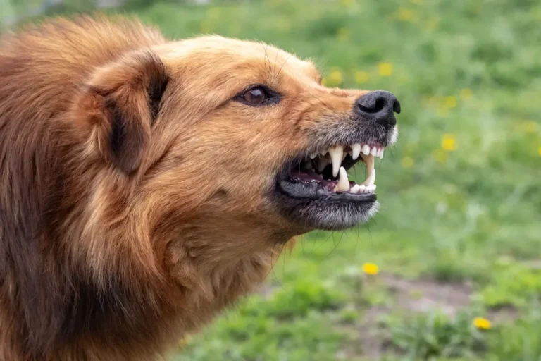 Darmgesundheit und Hundeverhalten: Was das Mikrobiom über Reaktivität und Aggression verrät