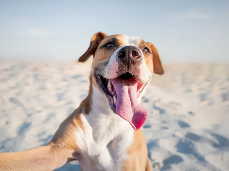 Dog Microbiome - Key to Health and Wellbeing