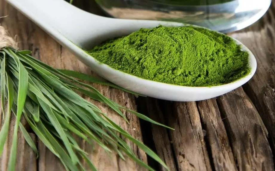 Beneficios de la espirulina para la salud de los perros