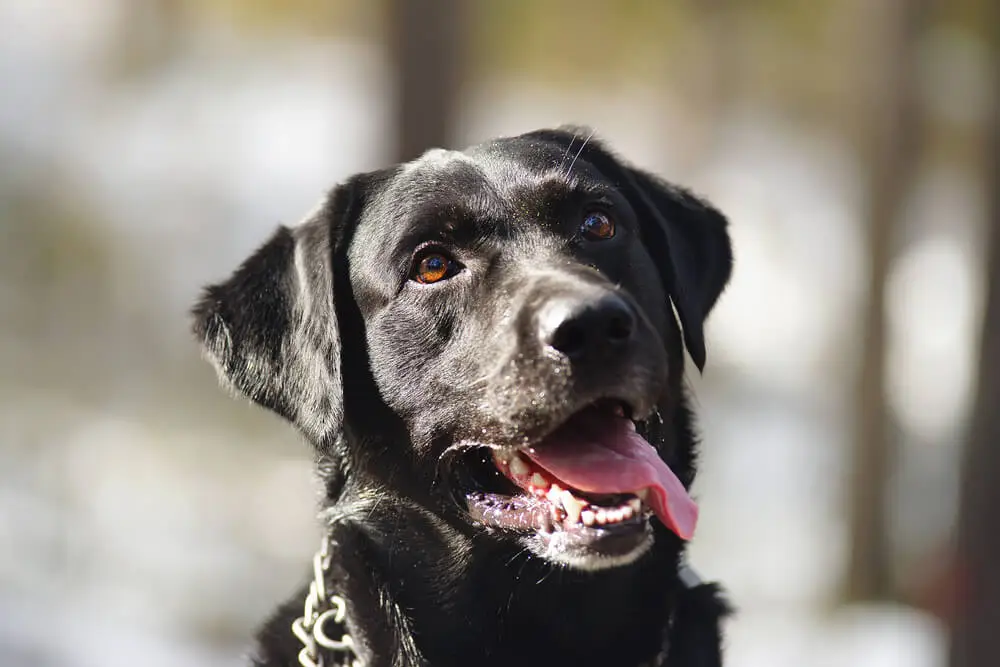 La comida para perros más sana