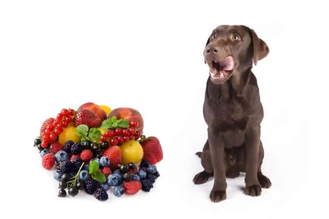 What are the Healthiest Fruits for Your Dog?