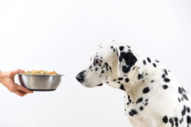 Hydrolysiertes Protein Hundefutter - Die Wahrheit über seine Wirksamkeit und Risiken