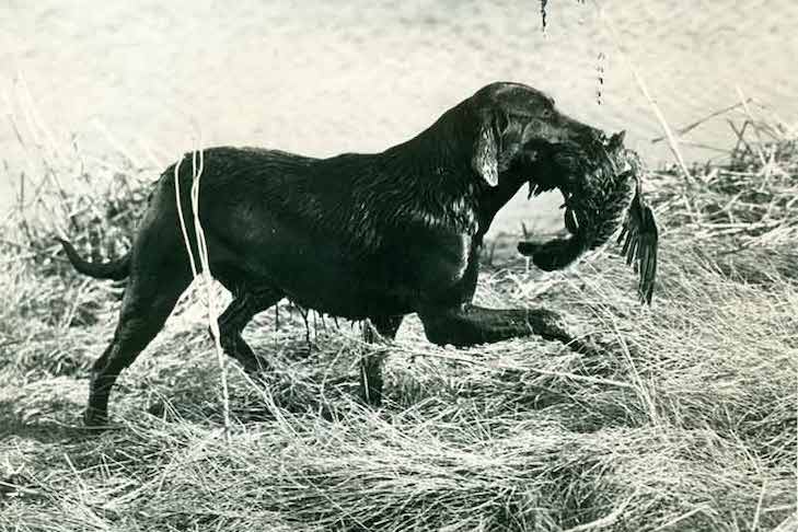 Historia del perro Labrador Retriever