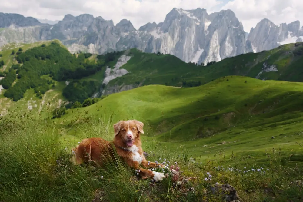 Wie eine pflanzliche Ernährung für Hunde die Umweltbelastung drastisch reduziert und die Gesundheit von Hunden fördert