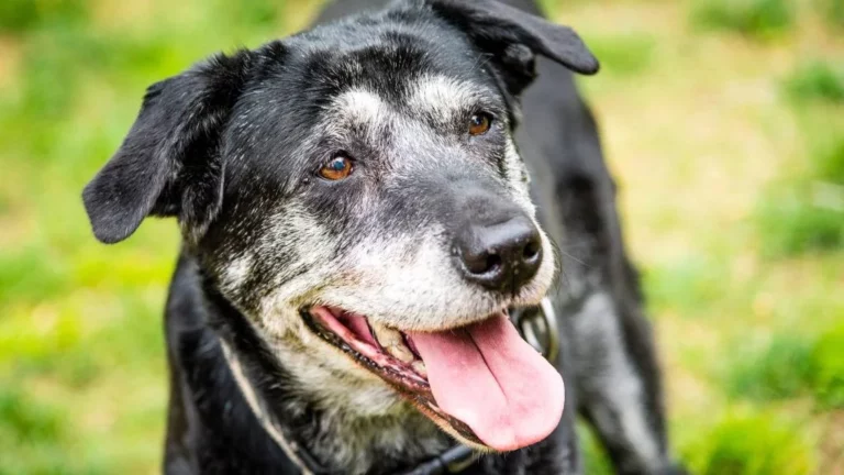 How can I help my dog live longer