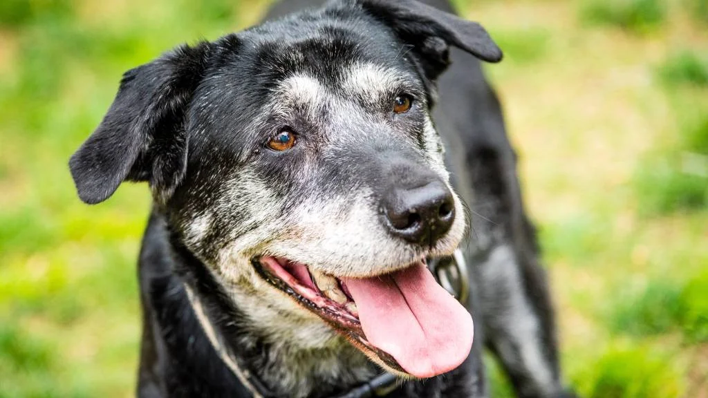 Wie kann ich meinem Hund helfen, länger zu leben