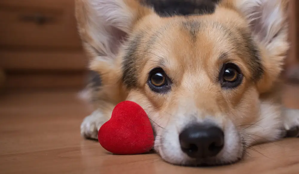 How to Celebrate Valentine's Day with Your Dog