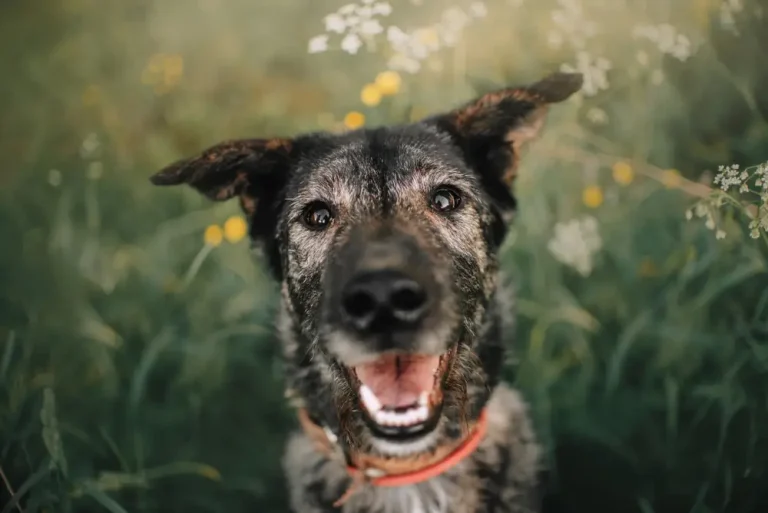 Cómo ayudar a tu perro a vivir más - La nutrición y el ejercicio son la clave
